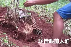 后山挖到造型古朴的老桩，天然的造型太叫人爱不释手！视频封面