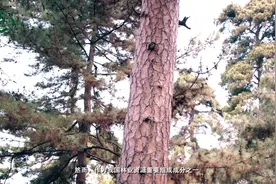 松线静——松线虫了解一下视频封面