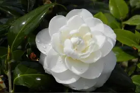 金子美铃的花草：山茶花图片