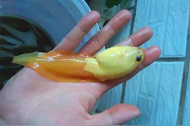 钓鱼时抓到一只金色的大蝌蚪，长大后会变成金蟾吗？图片