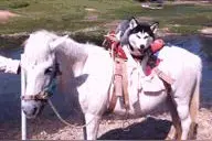 这只二哈太贱了，什么都敢撩拨！遇到最后一种生物却2秒就吓怂了图片