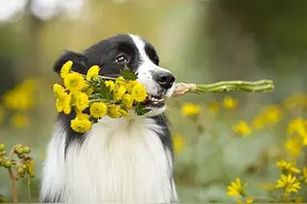 牧羊犬的那些事儿图片