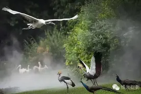 长隆还有一个叫飞鸟乐园的地方？图片