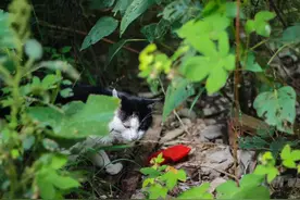 外婆与猫 | 散文图片