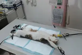 宠物绝育学问多，看完你就知道图片