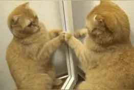 超萌喵星人照镜子，最后一张合照集体懵逼......图片