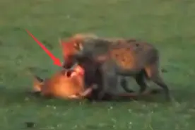 鬣狗将角马肚子咬出大洞，内脏外露，角马不断挣扎，场面残忍！图片