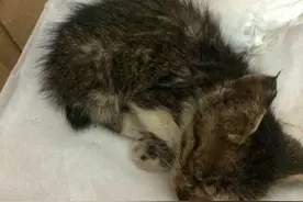 小朋友拿玩具枪打“黑老鼠”，凑上去看热闹，眼前的一幕让人心碎图片