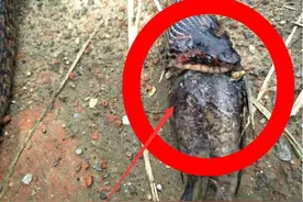 奇闻！毒蛇生吞黄拉丁，没想蛇被卡死了！图片