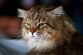 李林国学：猫和老鼠结尾旁白：我们可能回不去了图片