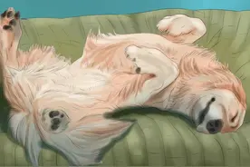 带你学会“狗语”，不会交流的主人不是好主人图片