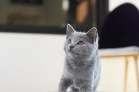 别人家的铲屎的，猫咪躺在小窝里简直萌化人心！图片