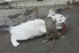 老鼠居然狠咬猫咪不放松，猫咪被咬得惨叫，这只老鼠要上天了！图片