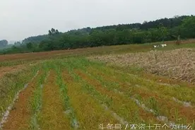 常见除草剂大全，不知道到底全不全，请朋友们留言补充，相互学习图片