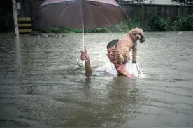 被困在水中的狗狗们，愿每个生命都能被温柔以待！图片