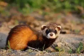 幼崽被杀，黄鼠狼向人类发起报复图片