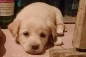 捡回家一只小流浪狗，4个爪子挂白，别人说不吉利，还能养吗？图片