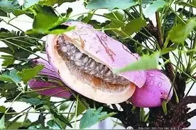 秦岭野果大全，90%的西安人没吃过！图片