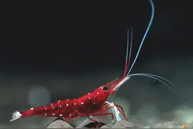 史上最全  观赏虾图片