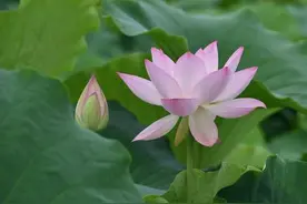 又到赏荷花时 西昌第九届荷花文化节开幕图片