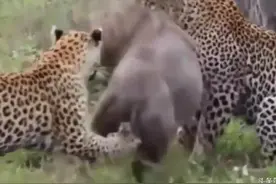 两只花豹捕杀疣猪，直接将其屁股啃咬出大洞，速度之快，血腥残忍图片