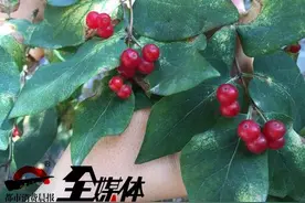 涨知识！乌鲁木齐路边天天见这些红果，今天告诉你它们叫啥图片