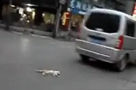 过马路的猫咪惨被汽车碾压致死，车来车往，场景让人不忍直视！图片