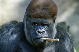 爆笑阿咪来了，一组嗨皮图片图片