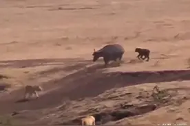 狮群引诱野牛母子上当，将杀死小牛，牛兄弟们赶到救场，太威武图片