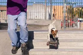 狗狗用专业的动作 告诉你什么叫专业玩滑板图片