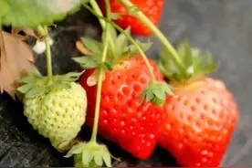 草莓不耐运输，在家种现吃现摘才够新鲜健康图片