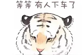 遇到老虎怎么脱险？讲真，你是我爸爸！图片