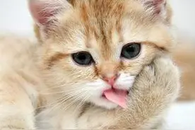 良心总结，猫奴们进——猫咪生病和应对方法大集合~图片