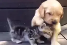 小萌狗跟小猫一见钟情，还帮猫咪舔毛，这恩爱秀得把人萌化了！图片