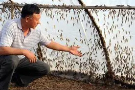 农村的这三种害虫，也是餐桌上的美味，你有没有吃过图片