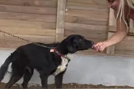 主人搬家后把狗狗拴在门外没有带走，直到它生病后遇见了一个女孩图片