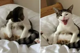 猫咪做绝育手术醒后大叫，朕的风华绝代的蛋没了（多图）图片