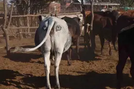 牛的屁股上画上“眼睛”可防止狮子攻击？图片