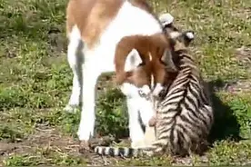 二哈厉害了，跟老虎狮子打闹啃咬，还闻老虎屁股，可以吹一辈子！图片