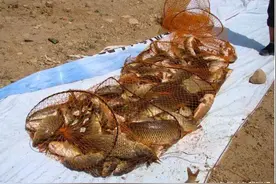 十八根海杆同时作钓，渔获可想而知！图片