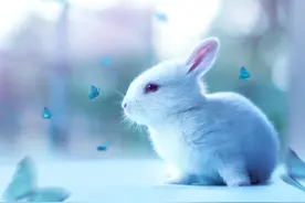 萌兔的秋天很清爽图片