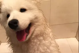 萌宠萨摩耶下雨天的真实模样图片
