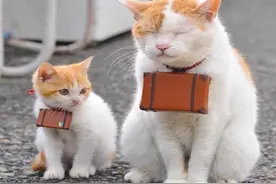 日本伊豆可爱猫旅馆，有猫咪客房服务育！图片