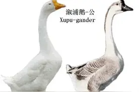 鹅的配种技术图片