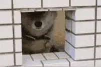 爆笑GIF:一只柴犬被卡住的全过程，我被你的智商征服了图片