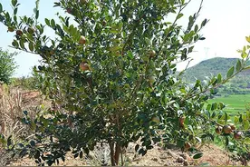 茶油与医药图片
