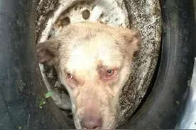 流浪狗脑袋被卡住，救援队冒险尝试救援看得人紧张！图片