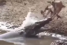 鳄鱼张开血盆大口撕咬羚羊，羚羊和鸟一样“飞走",鳄鱼一脸懵逼图片