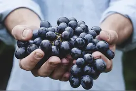 九阳知食 | 今日立秋，吃葡萄图片
