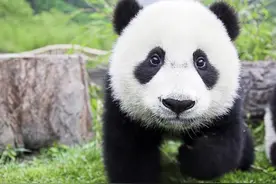 食肉目动物咬合力排行榜，没想到国宝熊猫能排到这个位置！图片